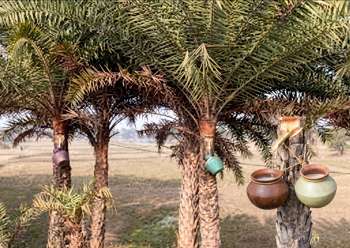 Roadside Palm Sap Trade Emerges as Major Livelihood Source for Tribal Communities in Malkangiri !